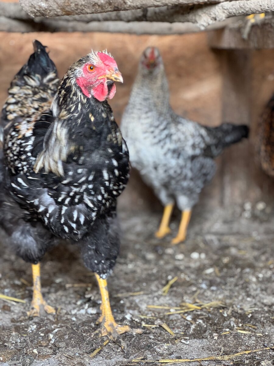 Predám mladé kohuty - eladó kakasok - 2