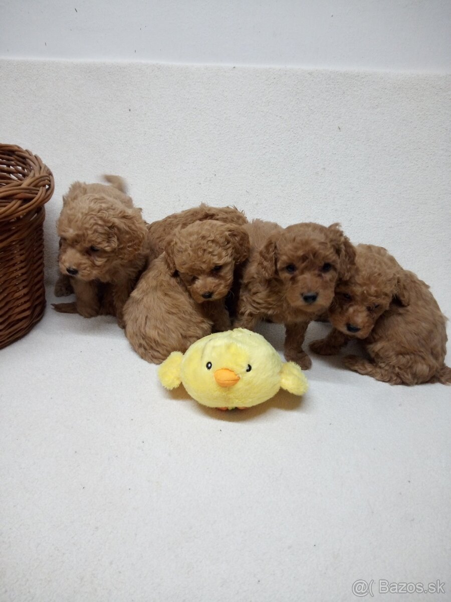 Pudel šteniatka - 2