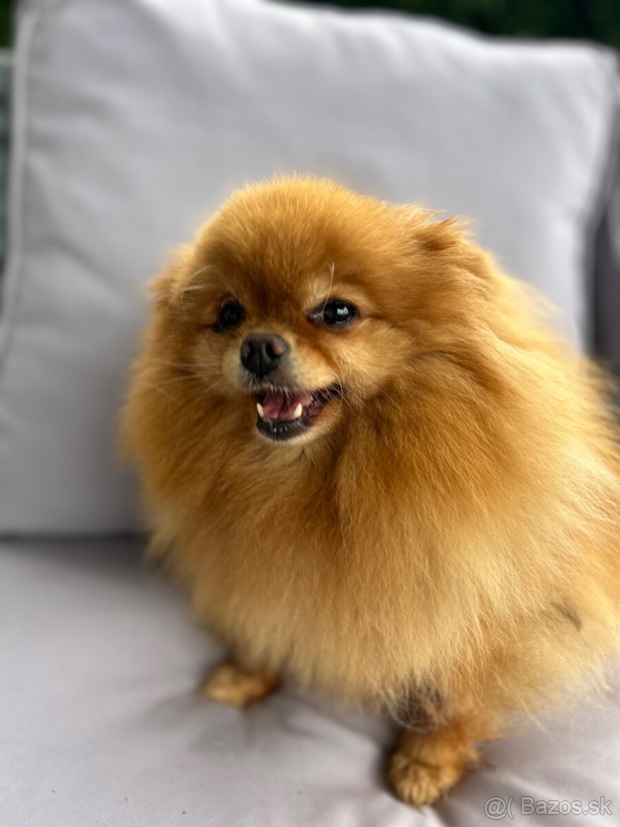 Prodám fenku trpasličí špic Pomeranian - 2