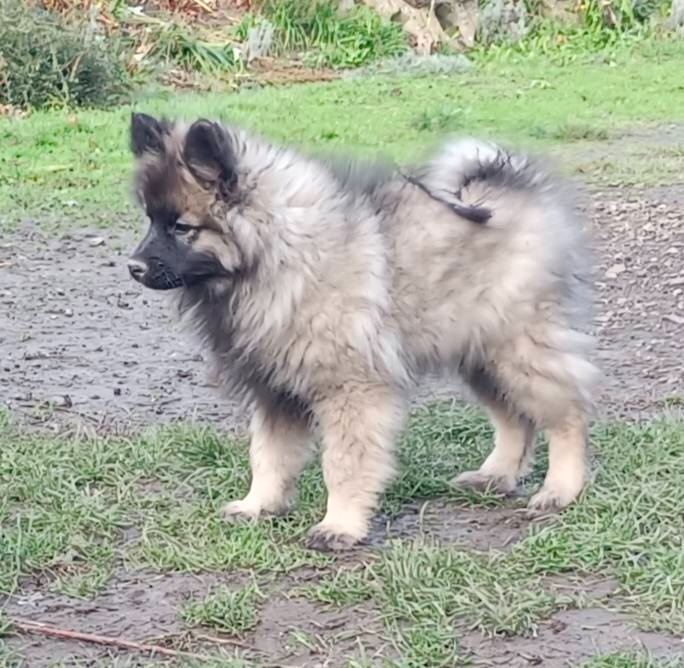 Německý špic vlčí / keeshond prodám štěňata s PP - 2