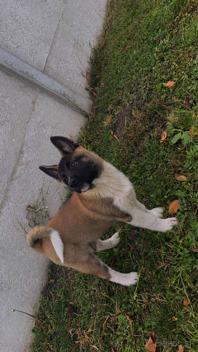 Americká Akita - 2