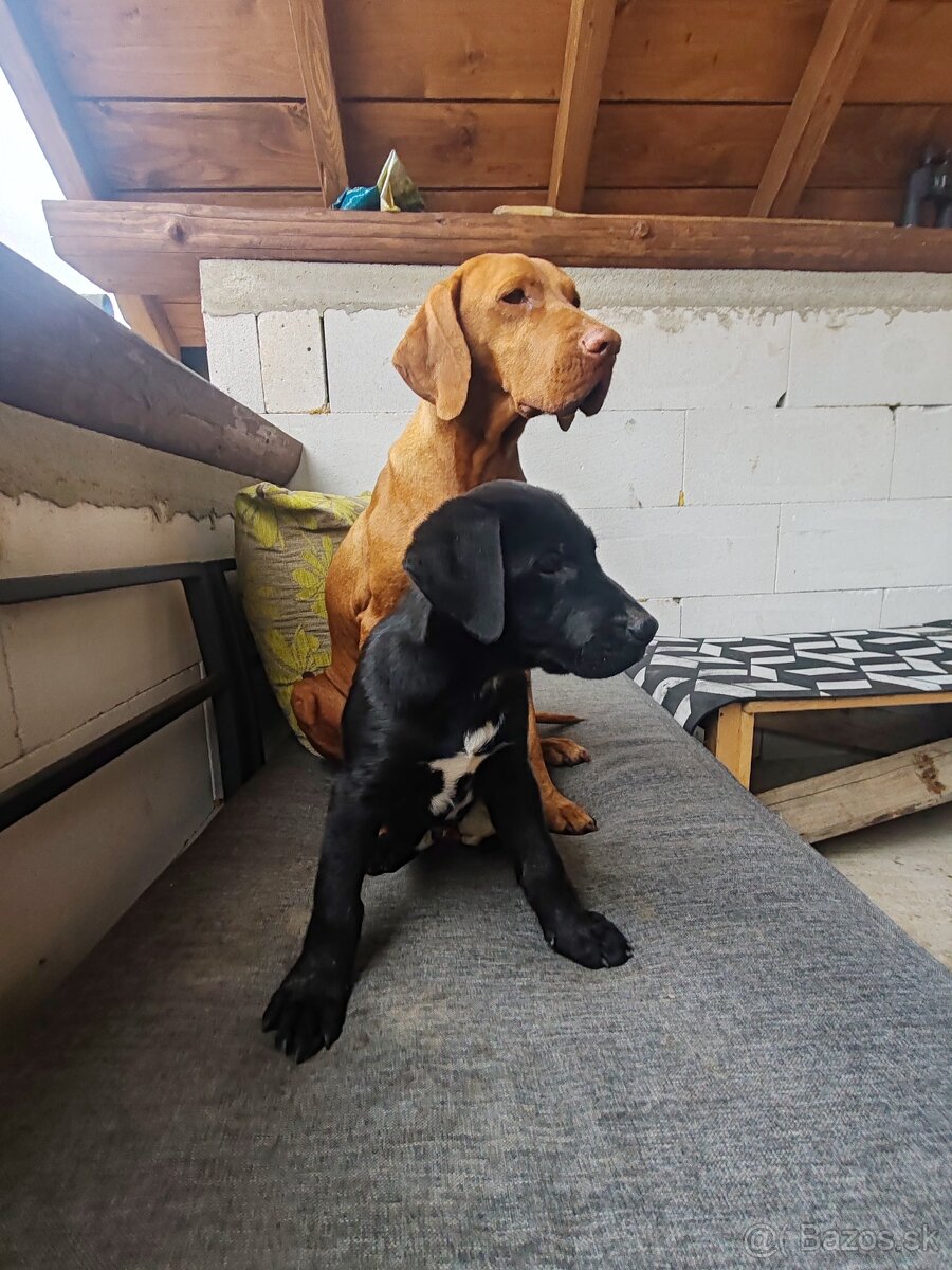 Darujem šteniatko - 2