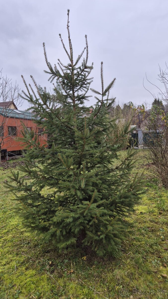 Jedlička/smrek 3m - 2