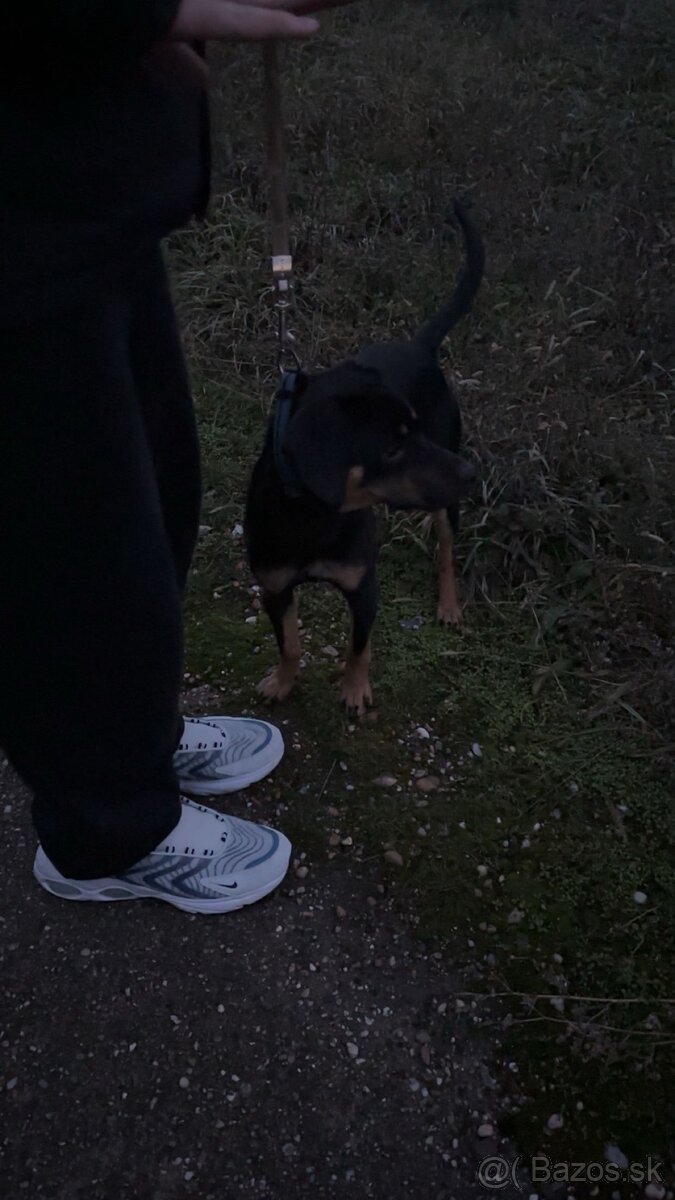 Darujem psíka - 2
