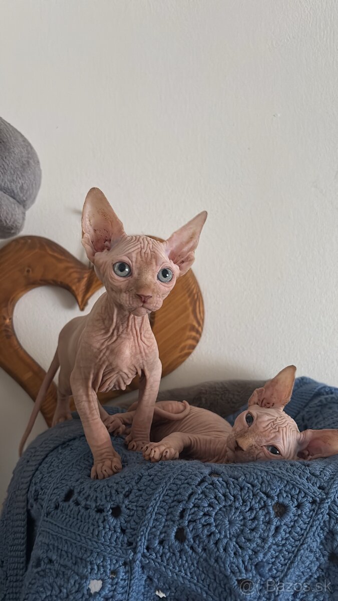 Sphynx - 2