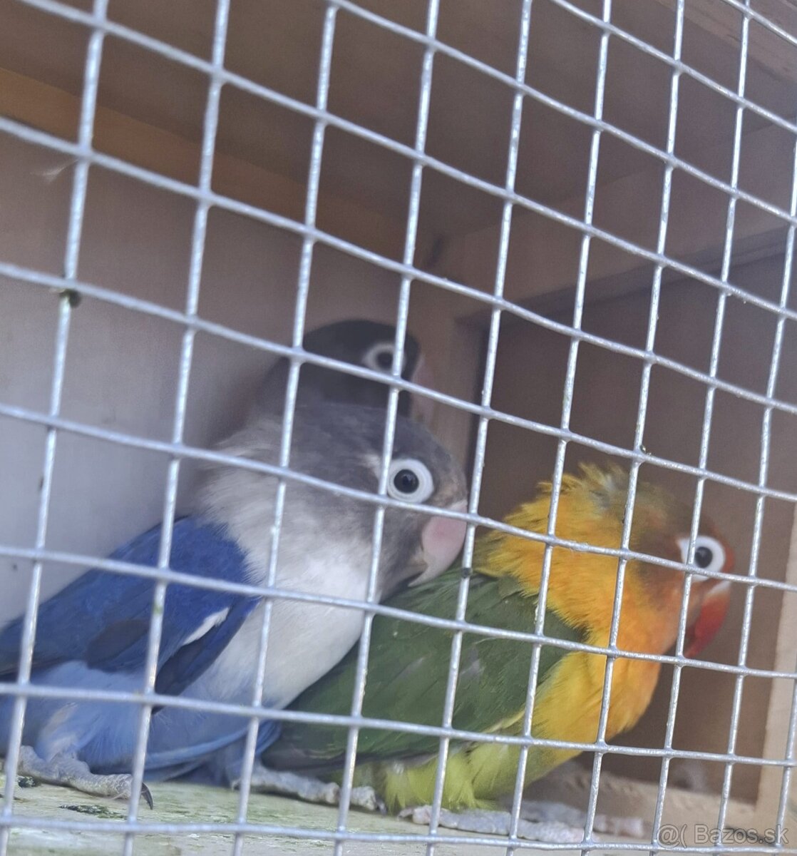 Predám exotické vtáctvo - 2