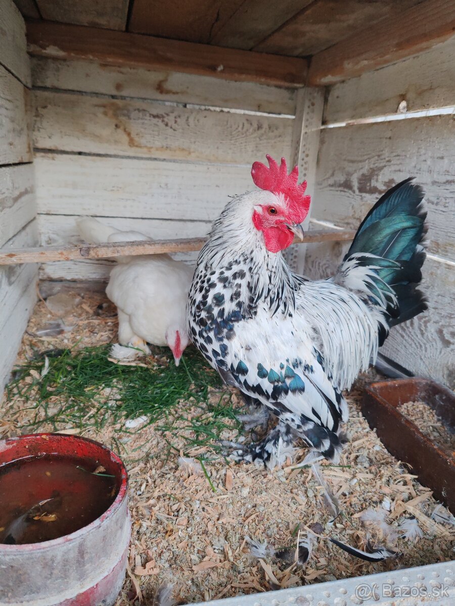 Milflerky-liliputky - 2