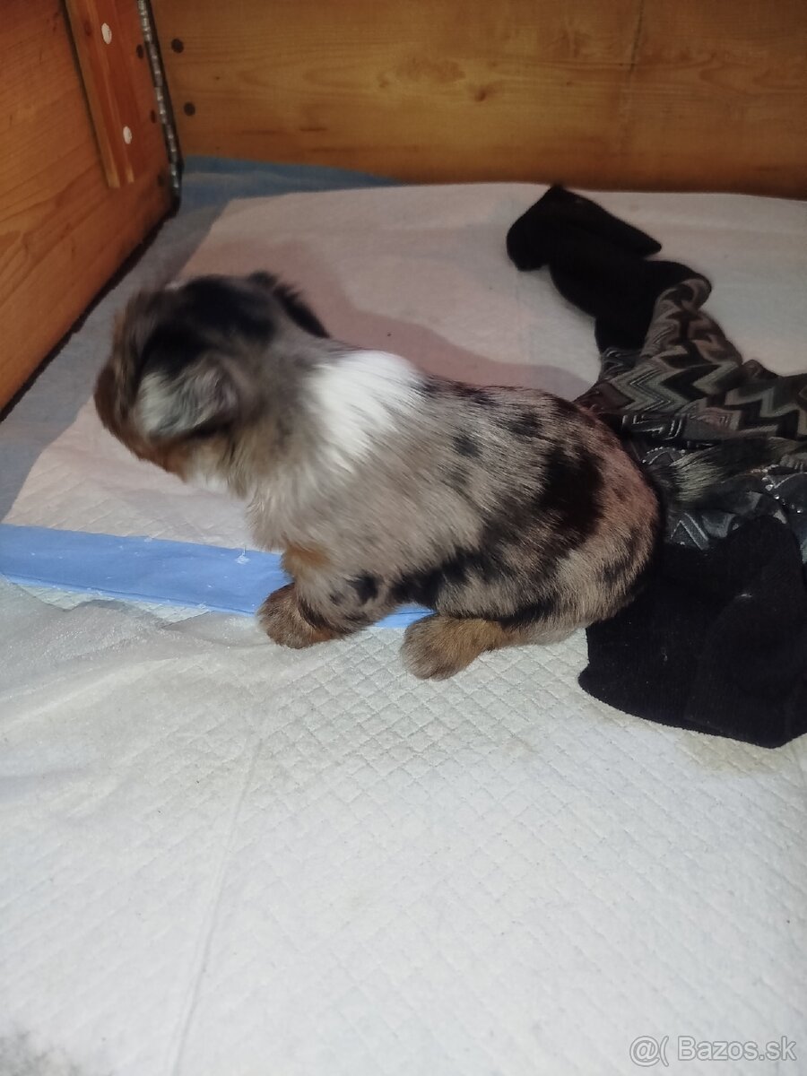 Yorkshire biewer blue merke - 2