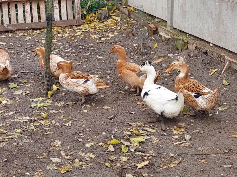 Kacice mlade farebne - 2