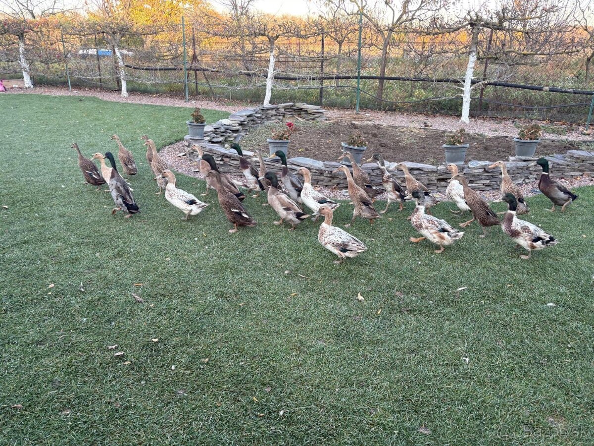 Predám čiarkovane kačice - 2