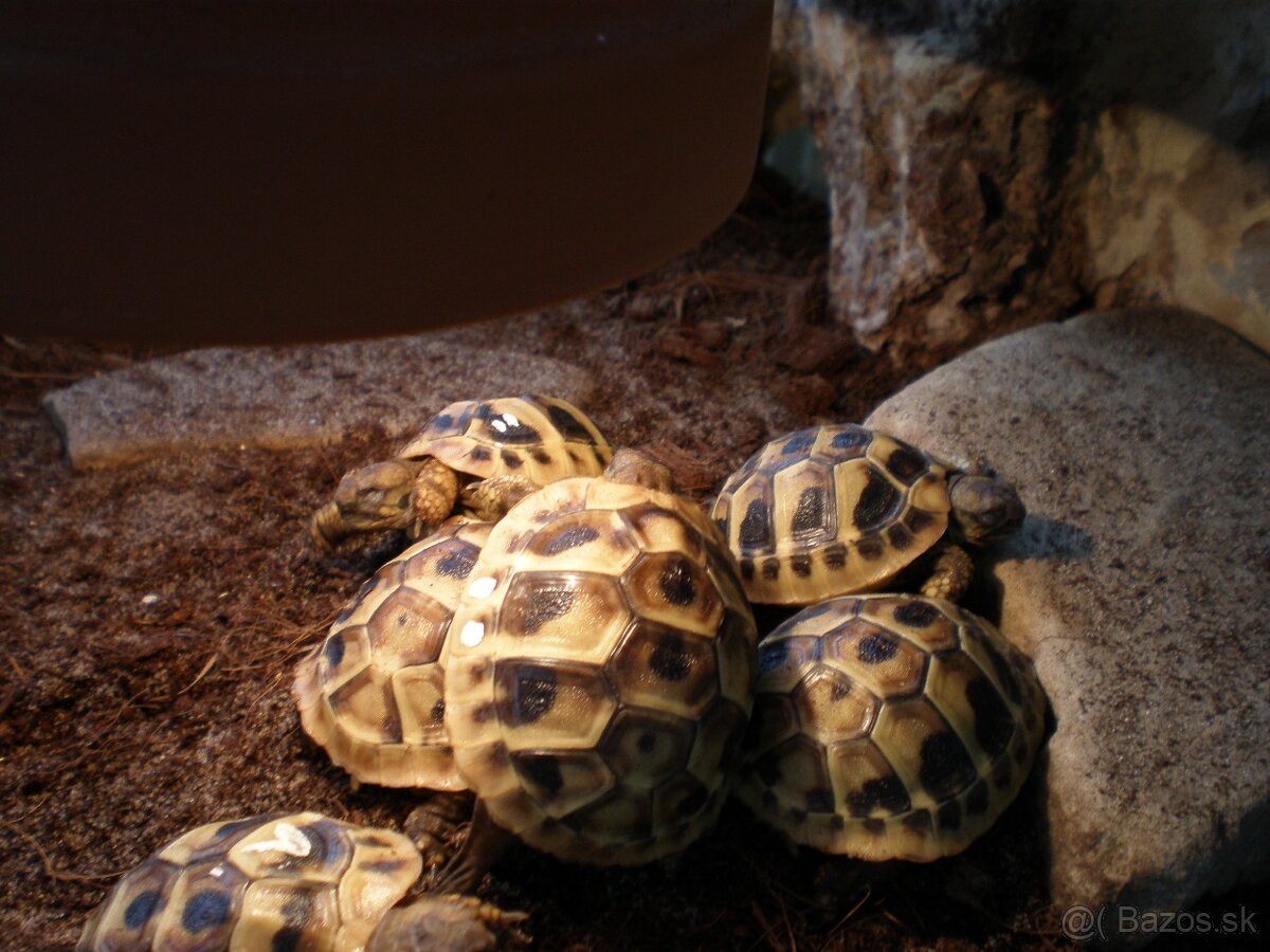korytnačka zelenkastá - 2