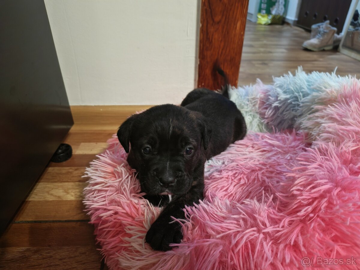 Cane Corso Šteniatka - 2