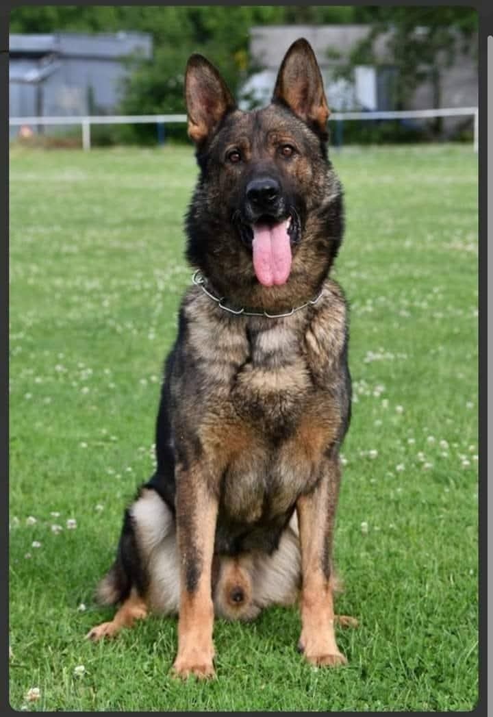 Nemecký ovčiak - 2