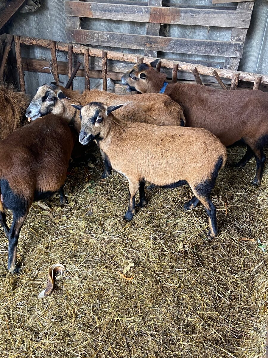 Predám Kamerunsku ovcu - 2