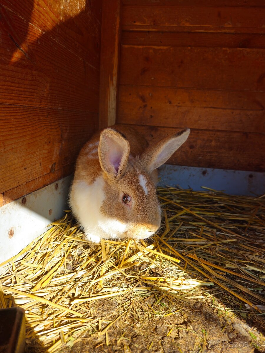 Zajace - 2