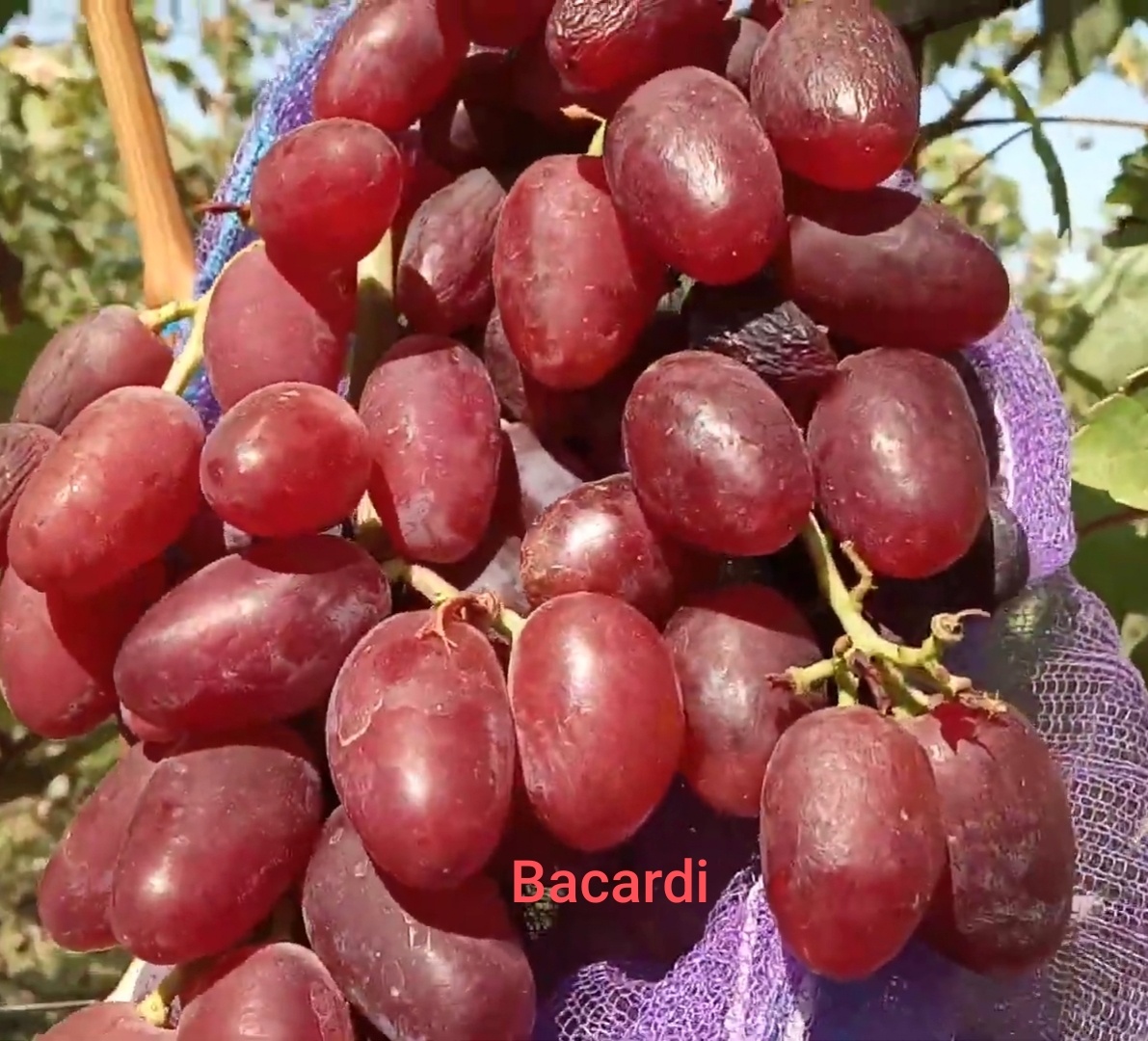 Predám sadenice viniča - 2