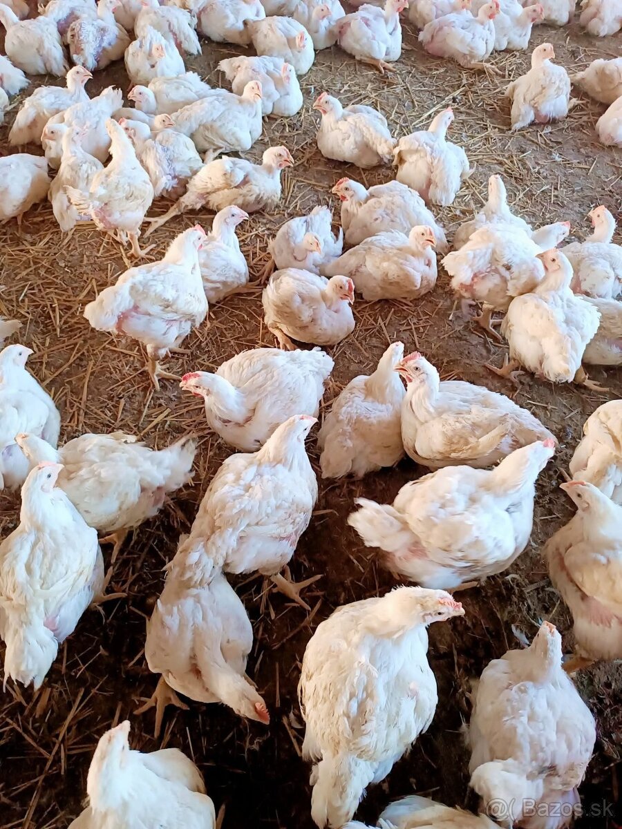 Brojlere kurčaťa - 2