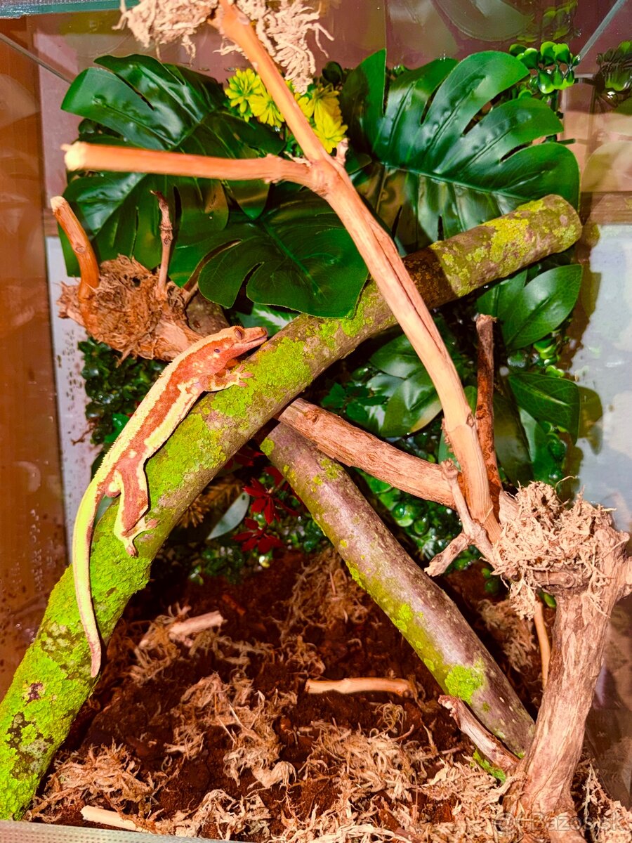 Terárium + Pagekon - 2