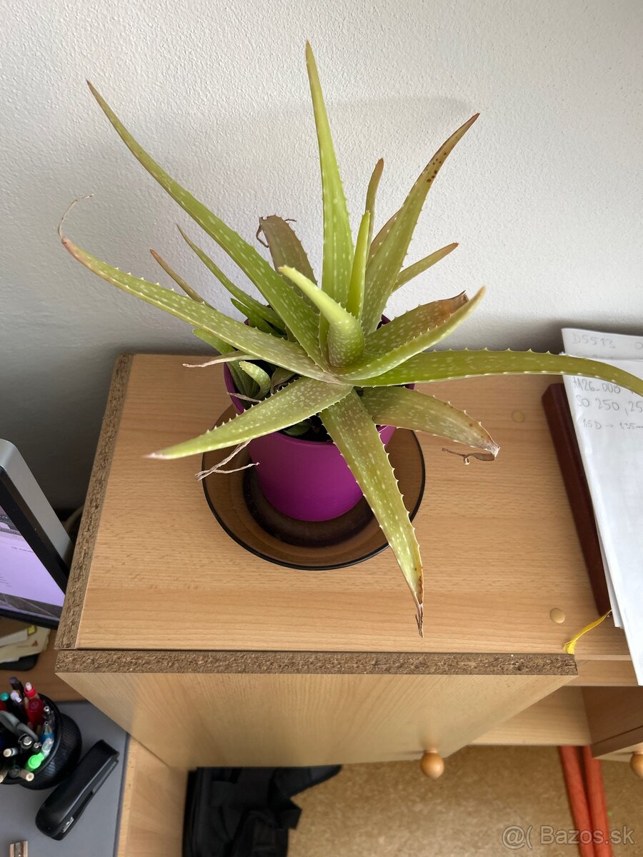 Aloe vera - 2