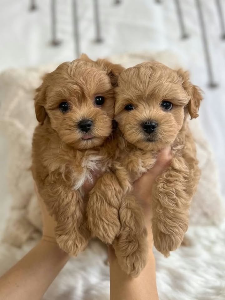 Maltipoo pudel maltezak - 2