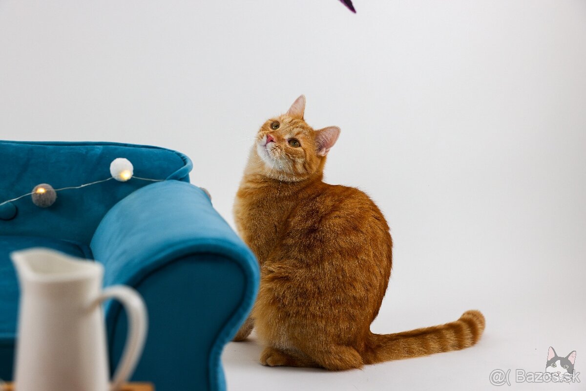 Kocúrik VLADKO hľadá domov - 2