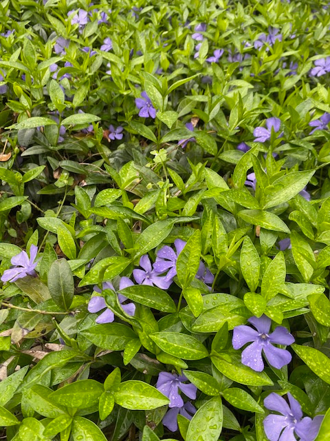 zimozelen podopokryvna trvalka - 2