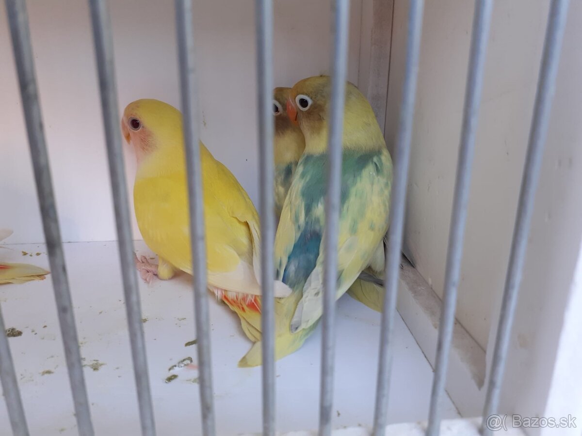 Agapornis škraboškový a ružovohrdlý - 2