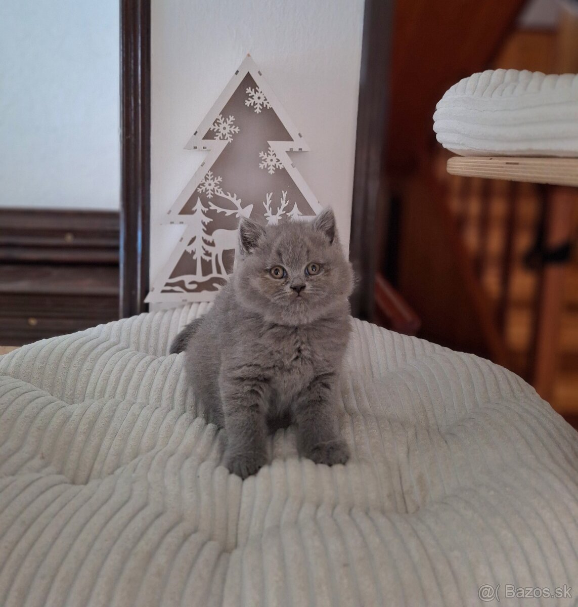 Britské modré mačiatka s PP - 2