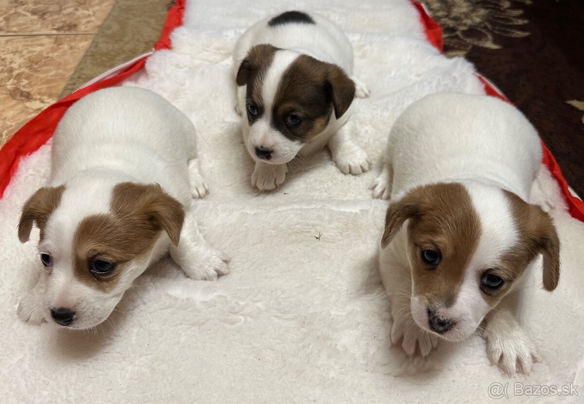 Jack Russel teriér - 2