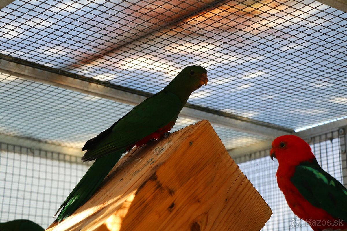 papagáj kráľovský - 2