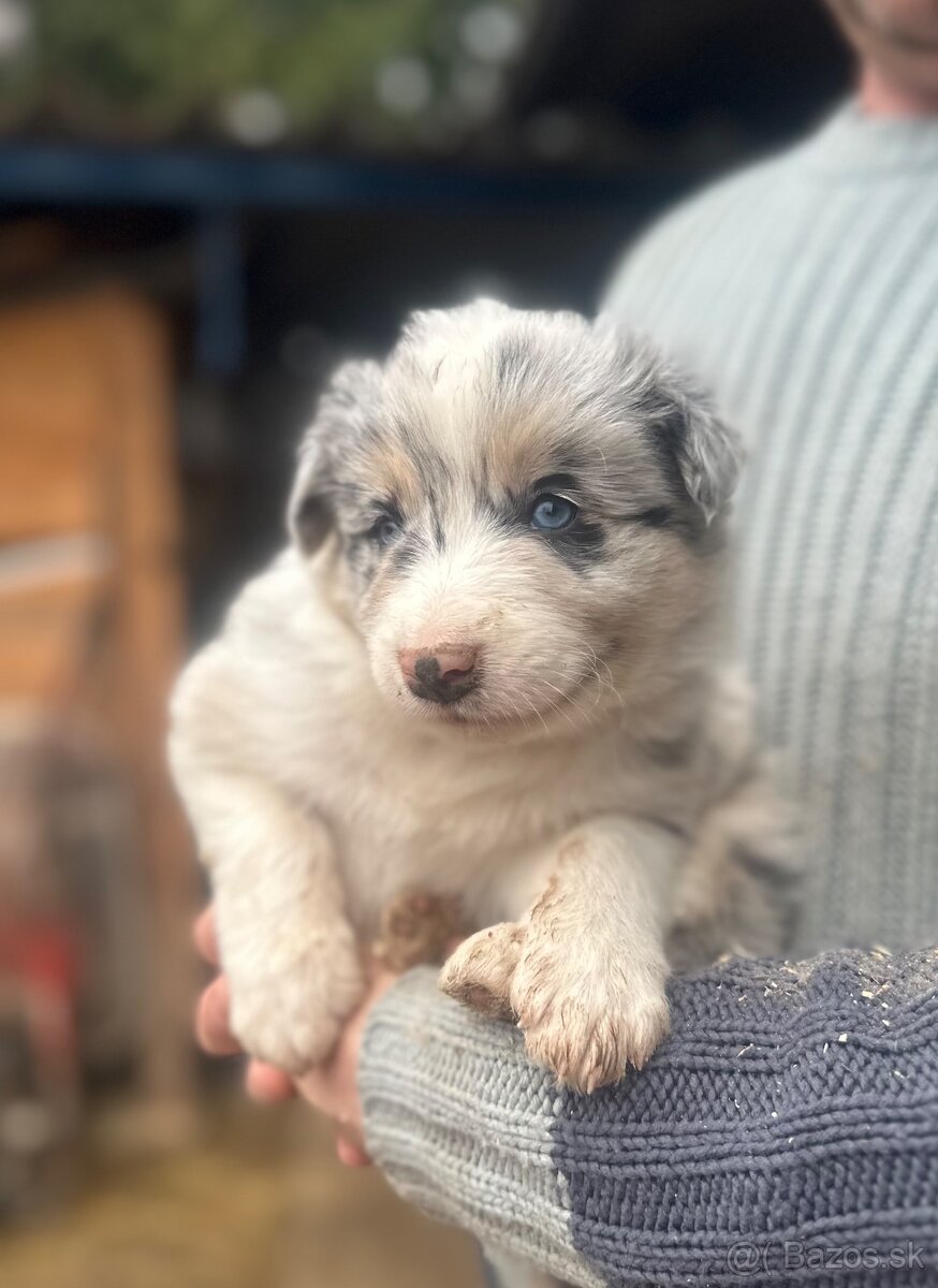 Border kolia steniatko - 2