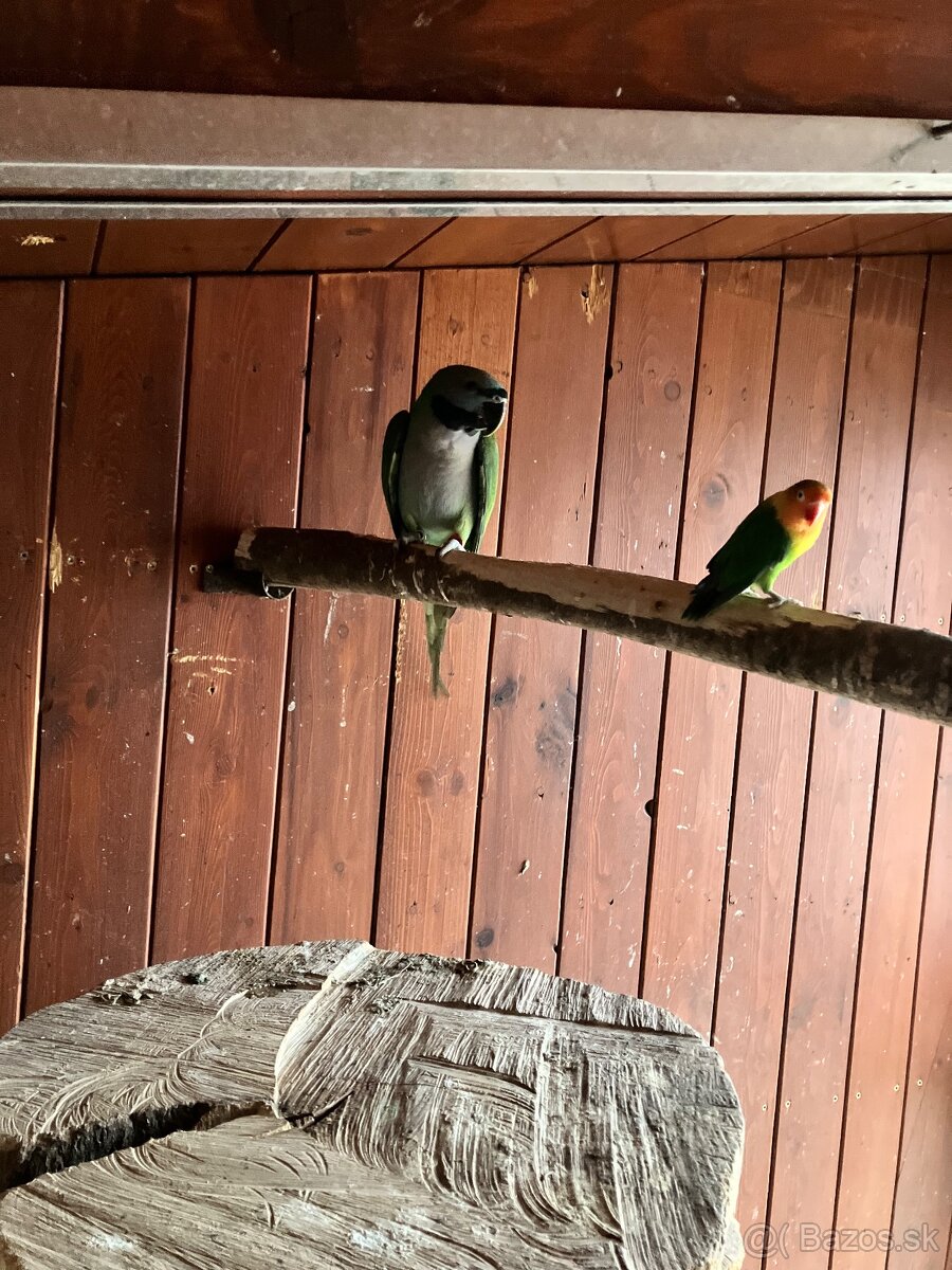 Alexander čínsky - 2