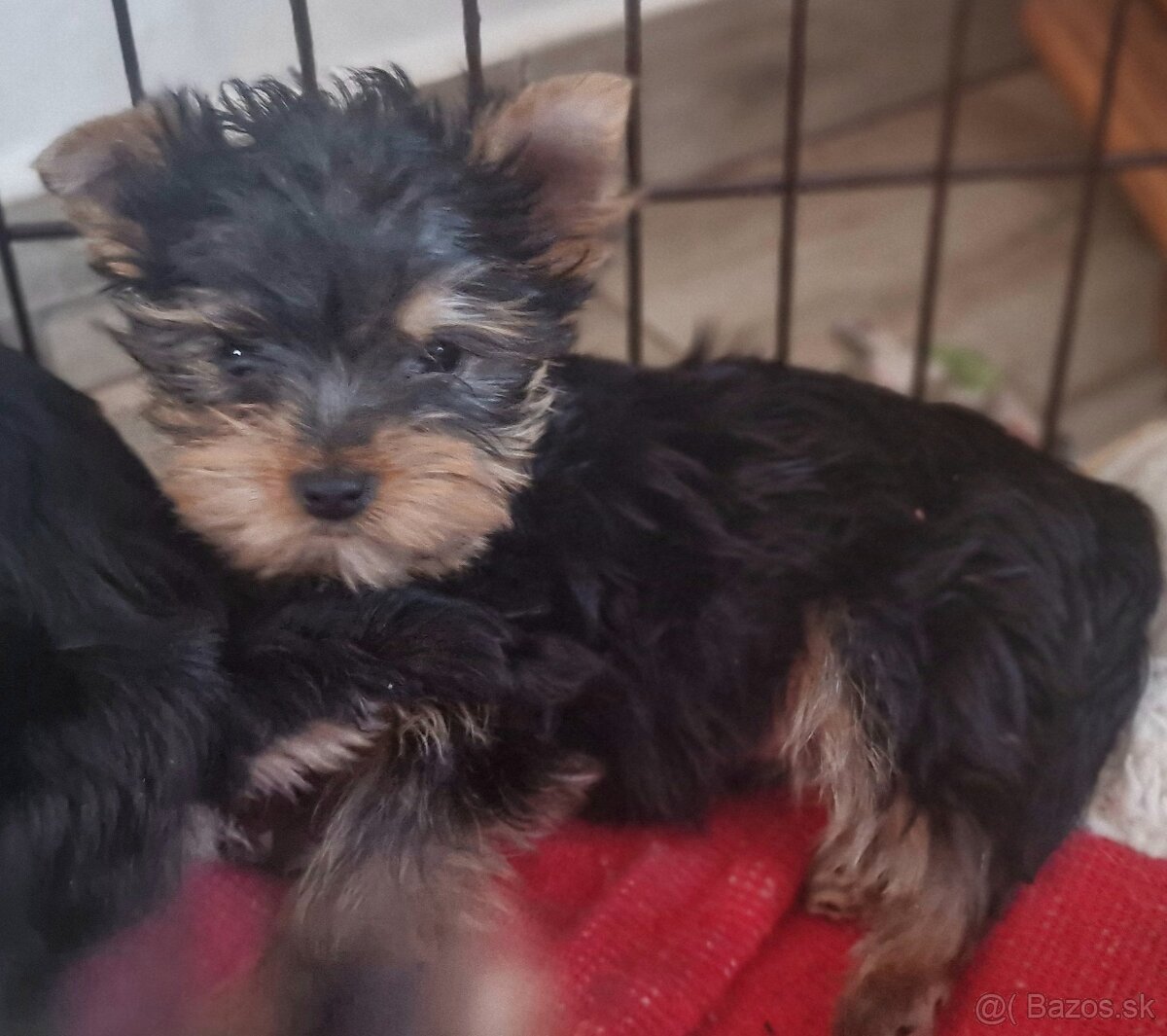 Yorkshirsky terier - 2