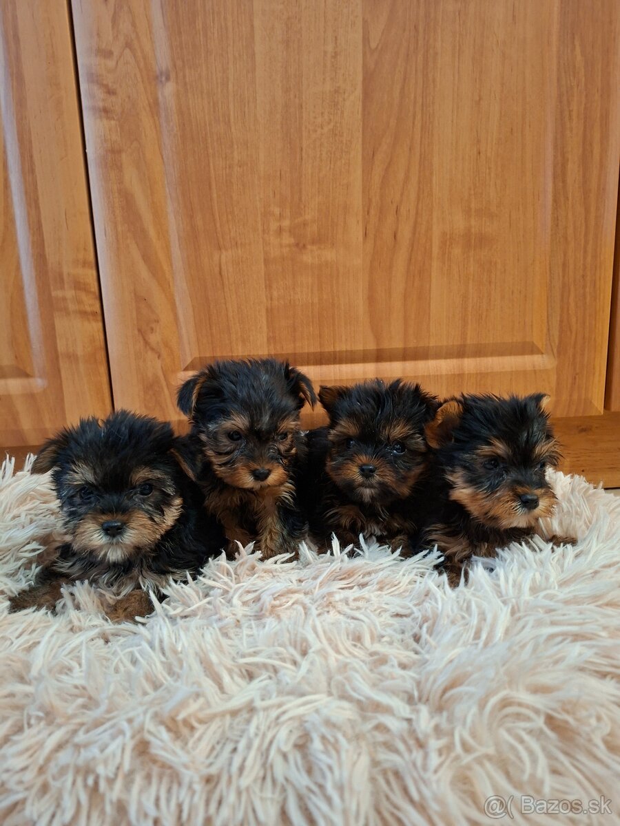 Yorkshirsky terier York - 2