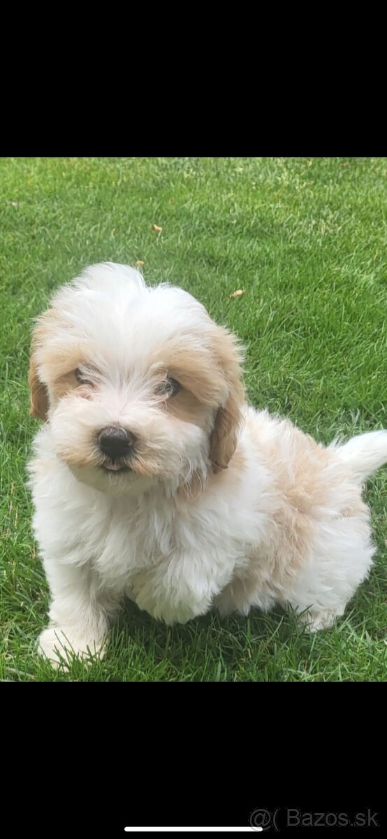 Maltipoo steniatka - 2