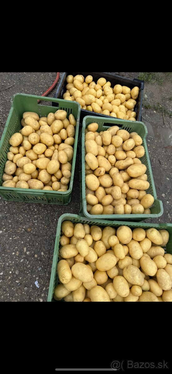 Predam slovensky cesnak a zemiaky - 2