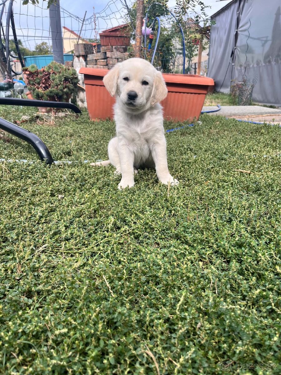 Zlaty retriver. - 2