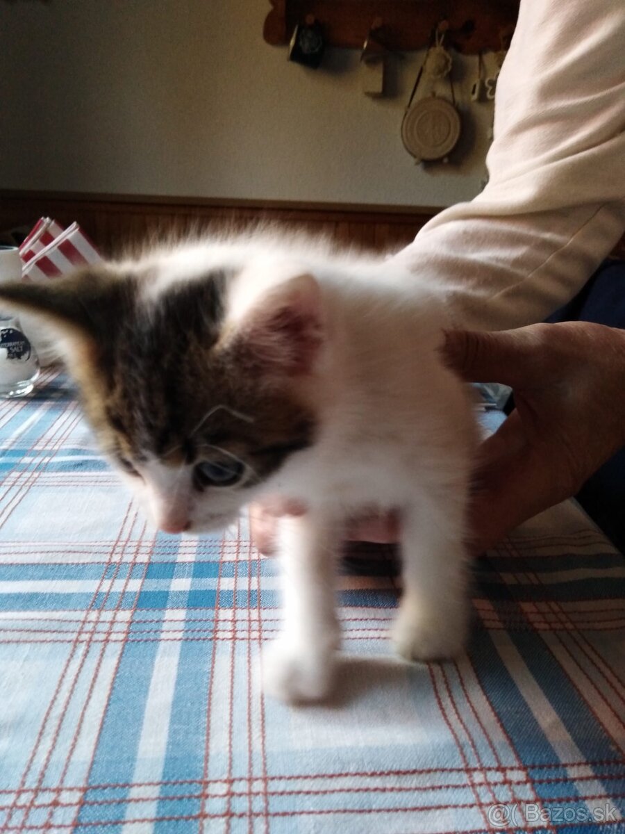 3 rozkošné mačiatka DARUJEM - 2