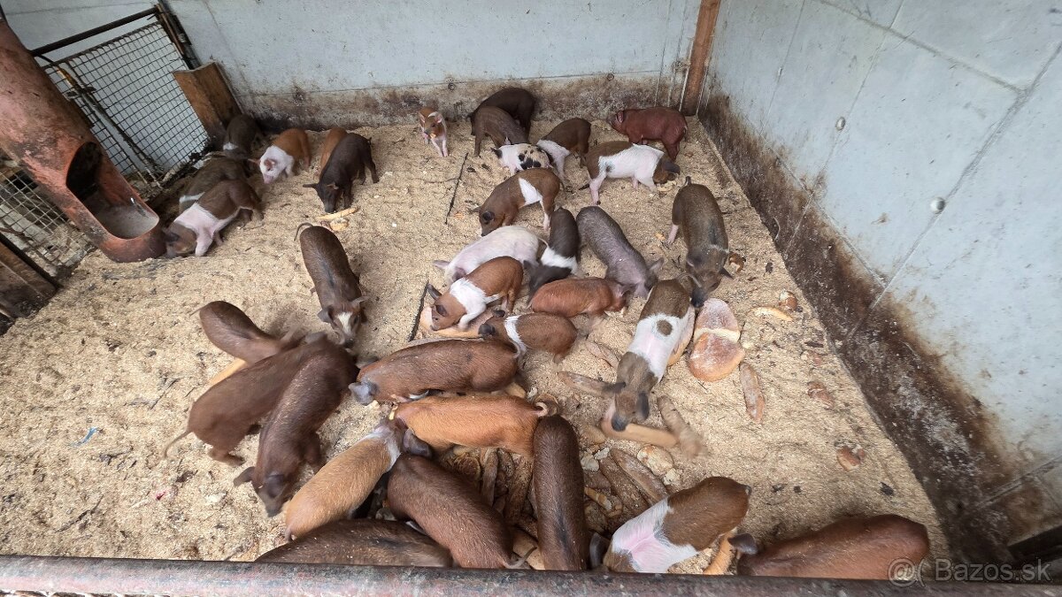 Odstavčatá přesticke x duroc - 2