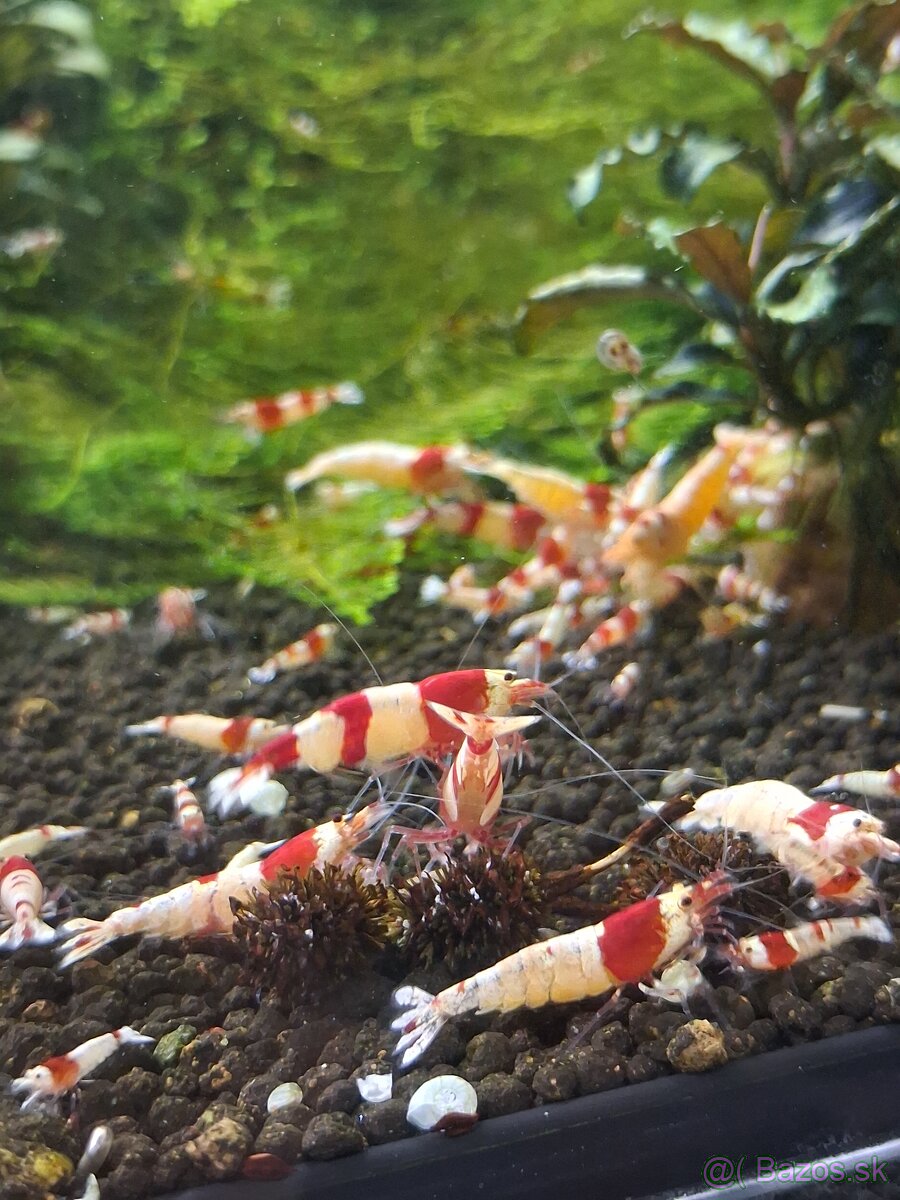 Krevetky Crystal red - 2