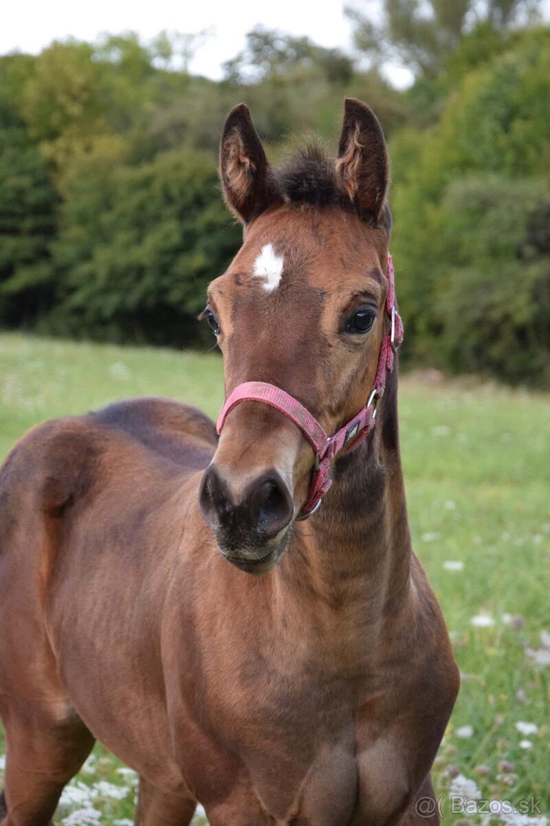 APH žrebček - 2