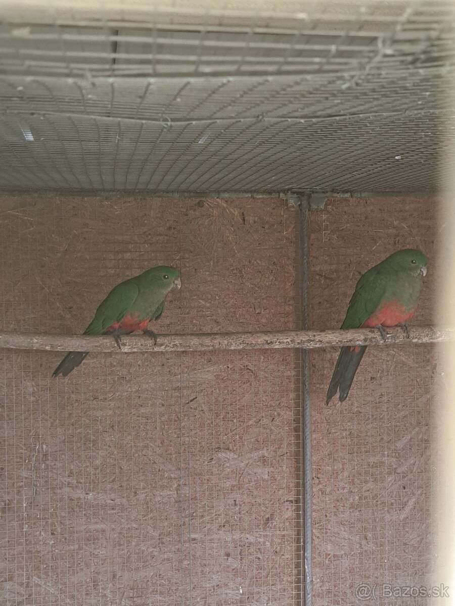 Papagáj kráľovský - 2