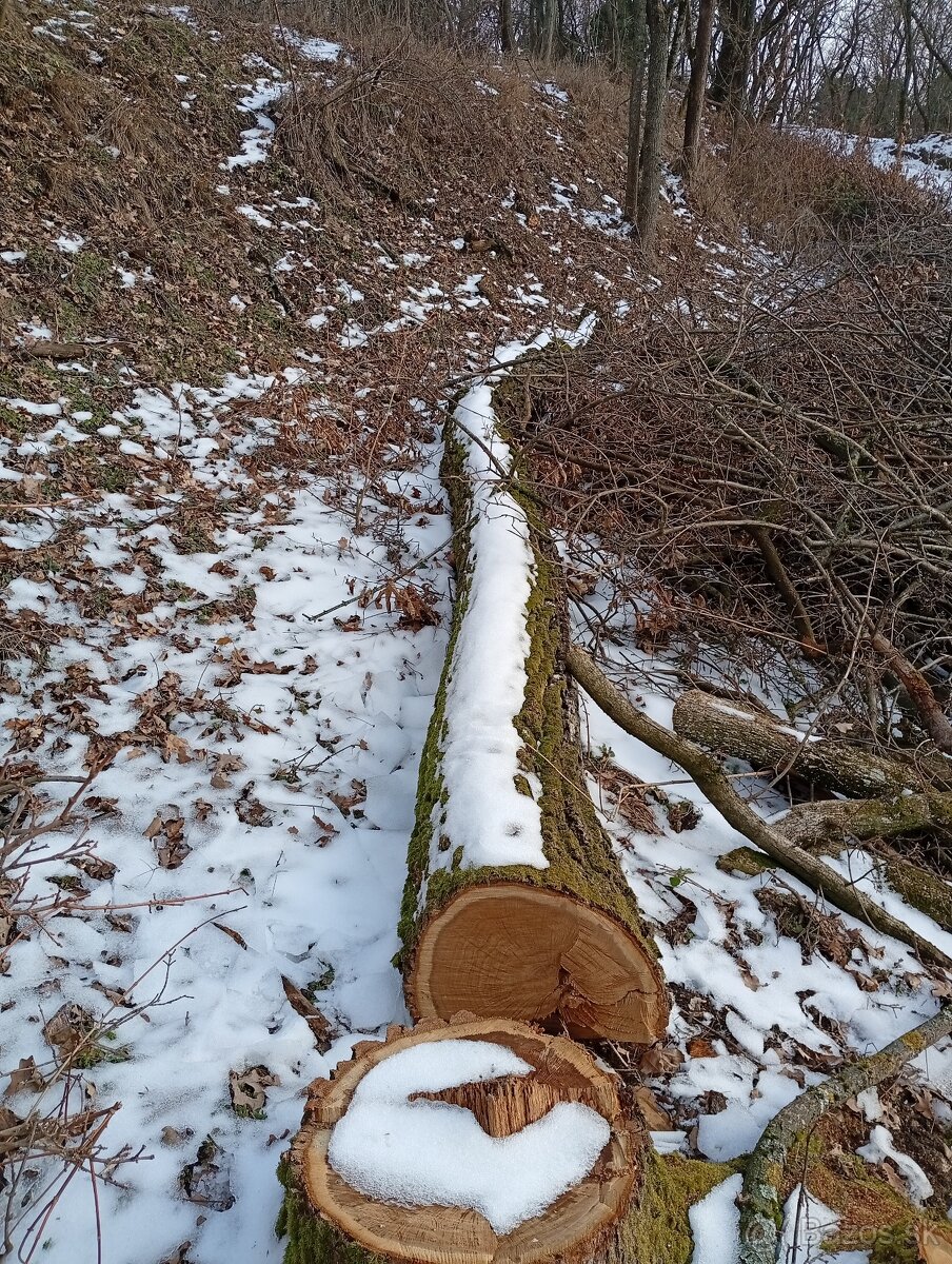 Predám staré stromy - 2