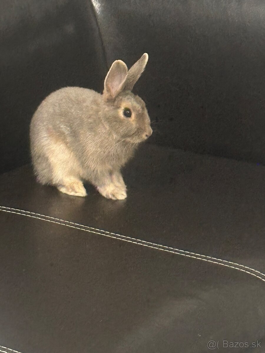Zajac - 2