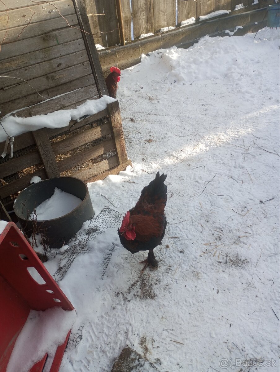 Kohút maranský - 2