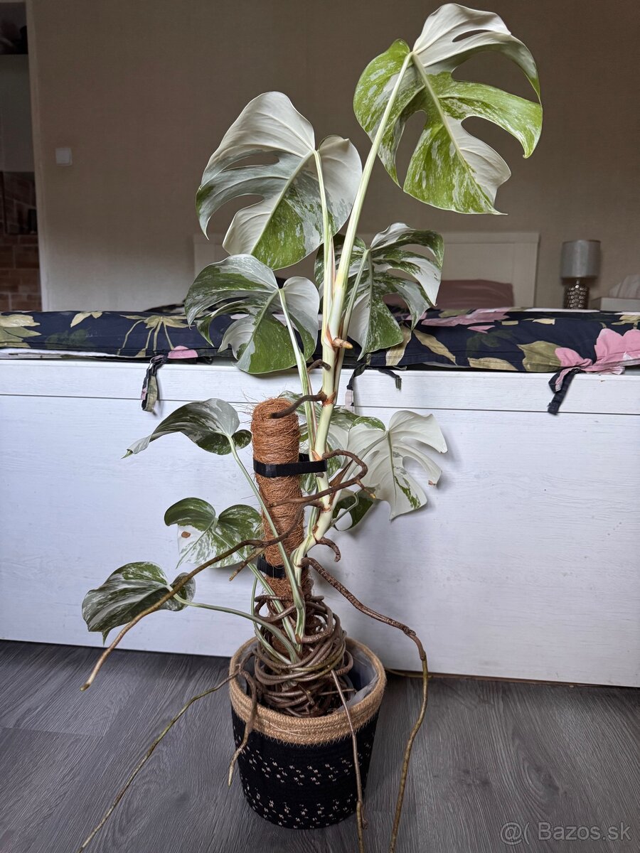 monstera albo - 2