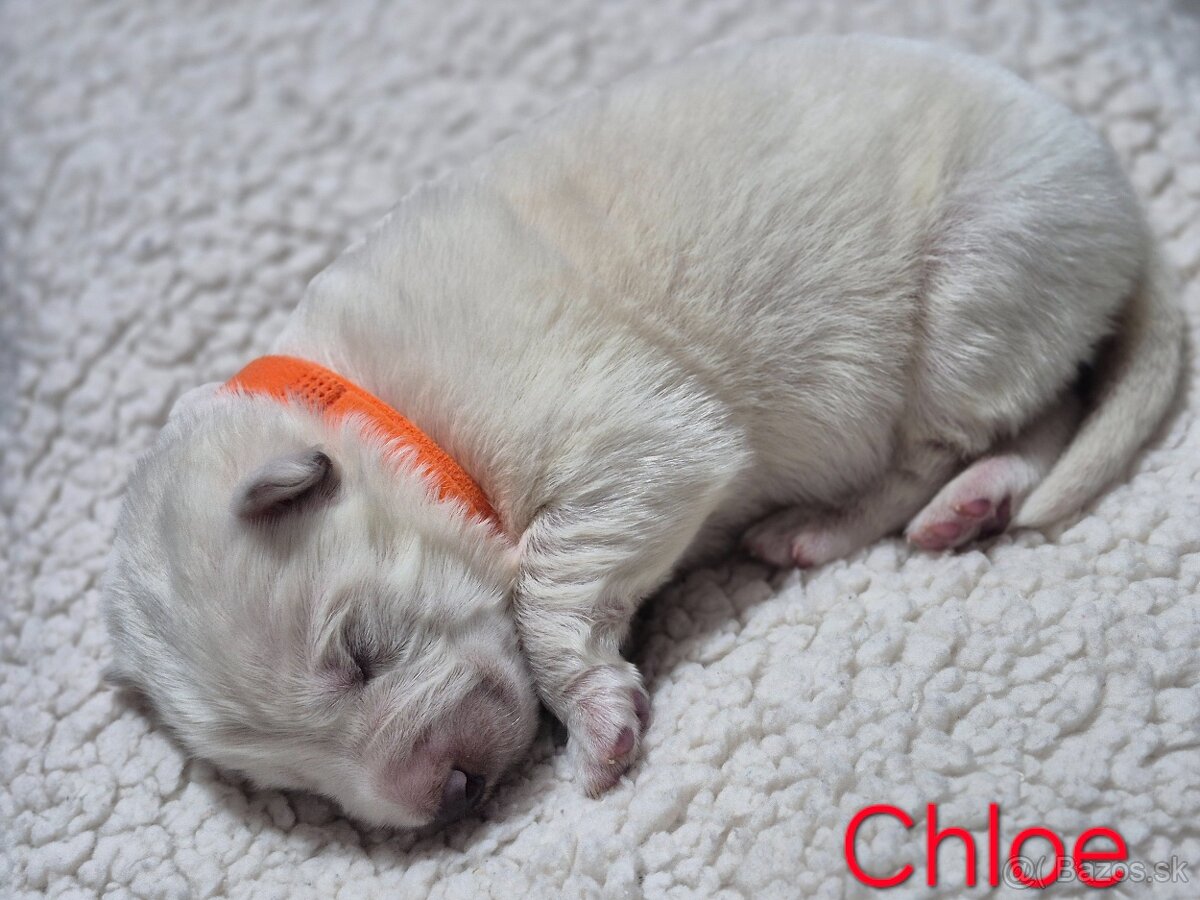 Biely švajčiarsky ovčiak s PP - 2