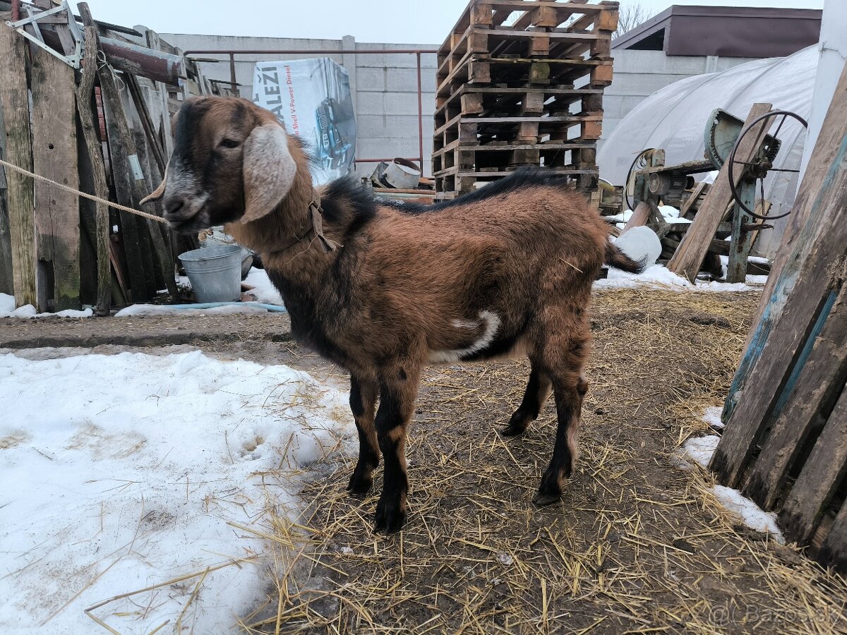 Predám kozla (capko) 2025 - 2