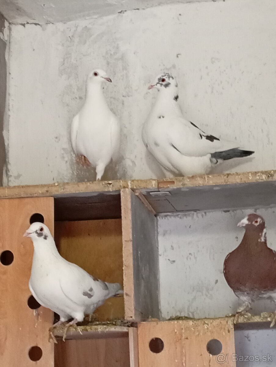 Poštové holuby - 2
