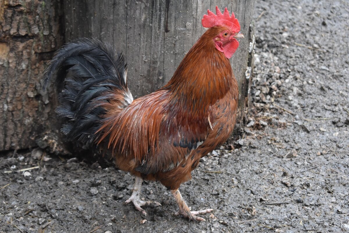 Predam liliputka - 2